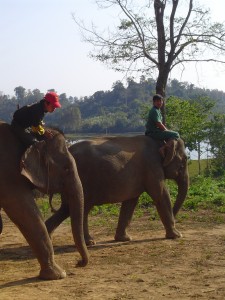 Sayabouli Elephant Conservation Center in Laos